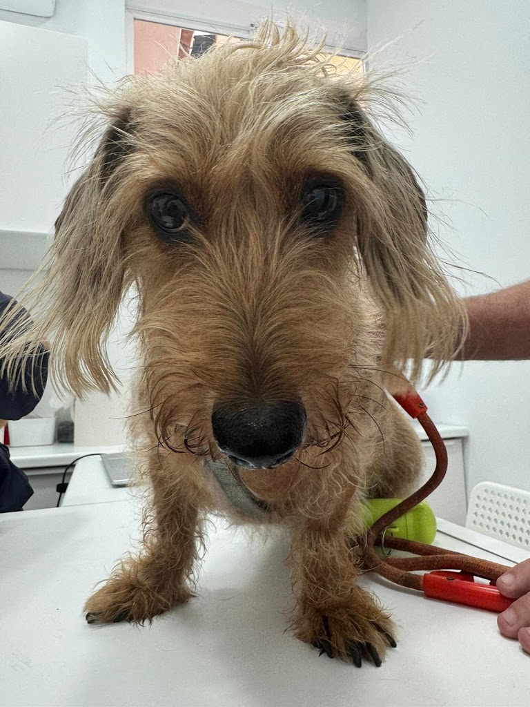 Clinica Veterinaria Pumba | Torremolinos — Perro