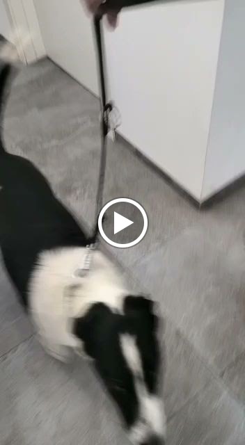 Clinica Veterinaria 9 d'Octubre — Videos