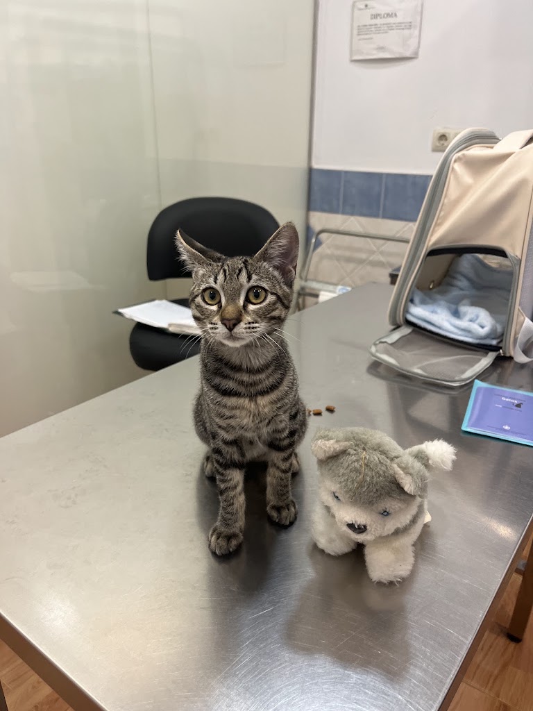 Clinica Veterinaria Grado — Del propietario