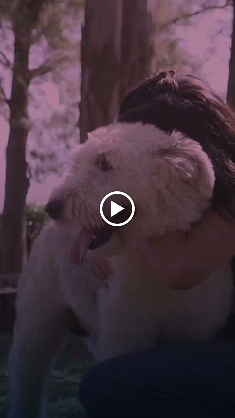 Companys Veterinaria — Del propietario