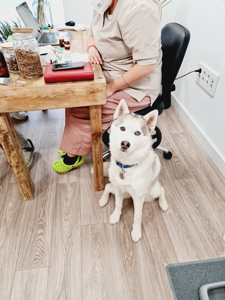 Pura Vida Animal - Clinica Veterinaria en Reus — Perro