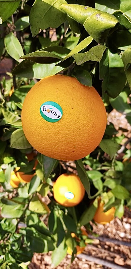 NARANJAS BORMA