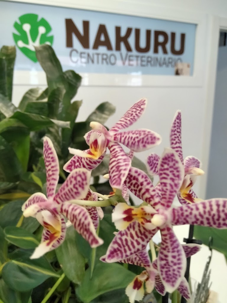 NAKURU Centro Veterinario — Mas recientes
