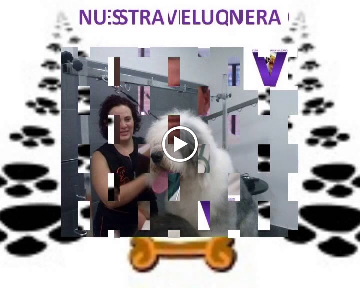 CLINICA VETERINARIA VULCANO — Videos