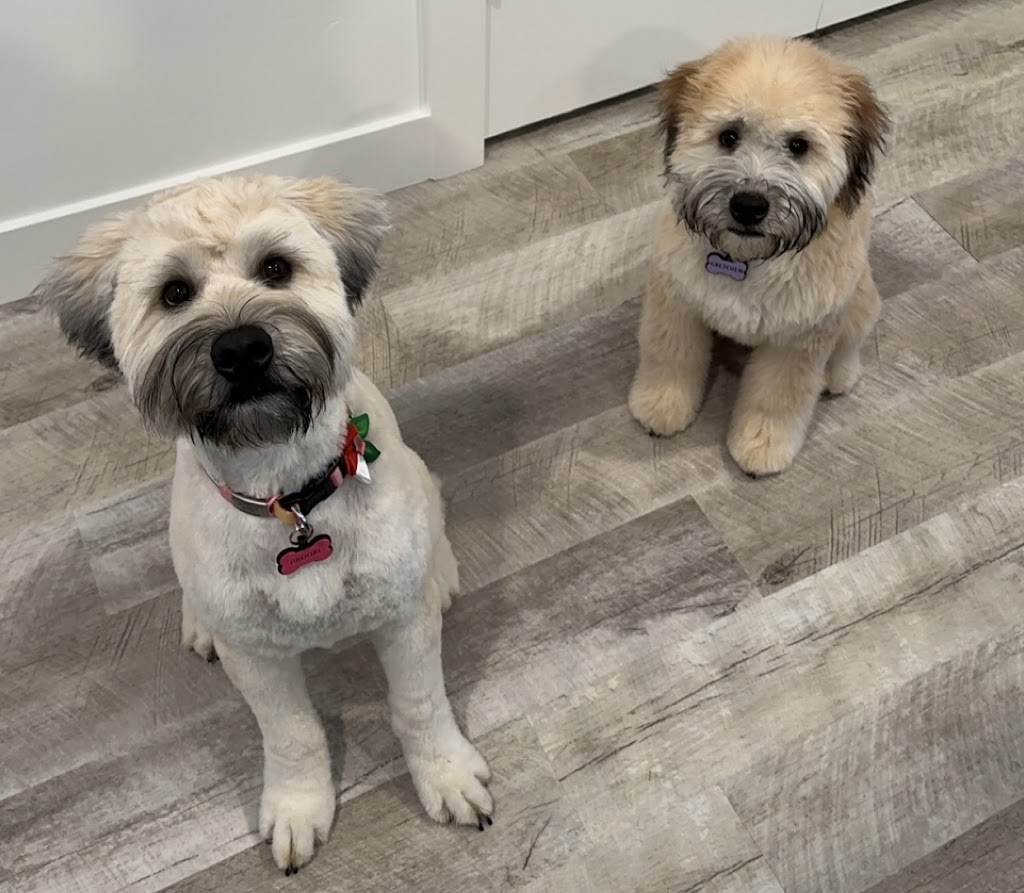 All About Dogs in Taylorsville