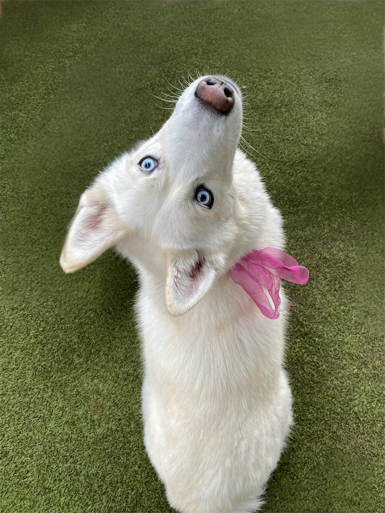 FETCH Daycare and Overnight in Salt Lake City