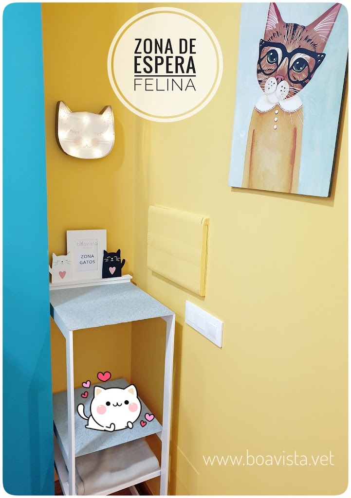 Boavista Oftalmologia Veterinaria — Gato