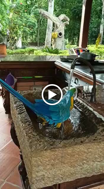 Carol Bruguera — Videos