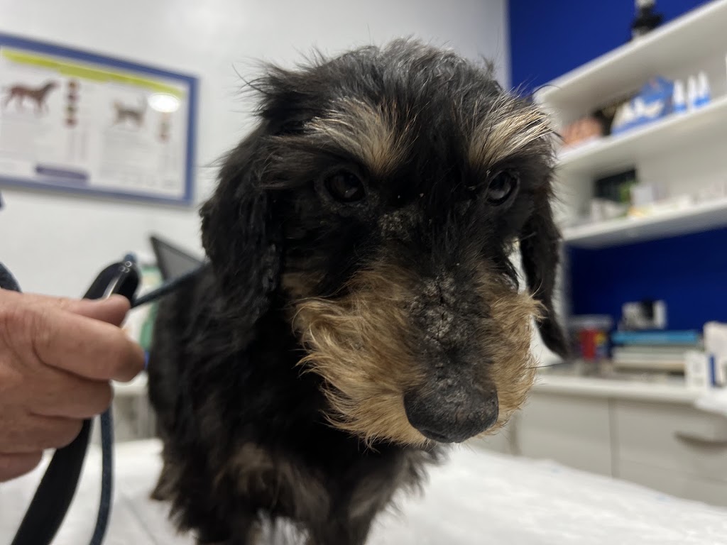 Clinica Veterinaria Mascotas — Perro