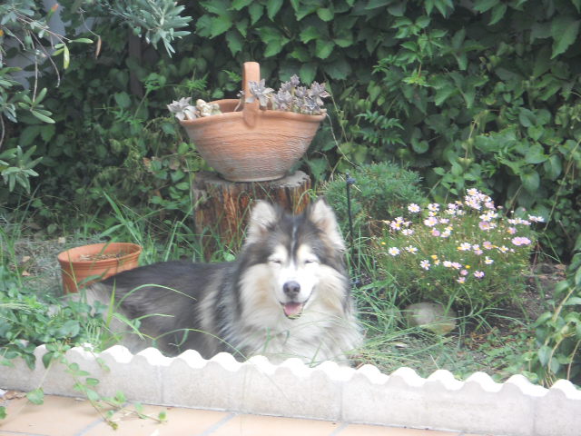 Clinica Veterinaria DOGOS Ciempozuelos