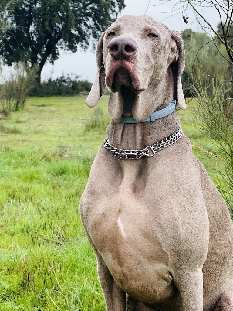 El camino de Buster