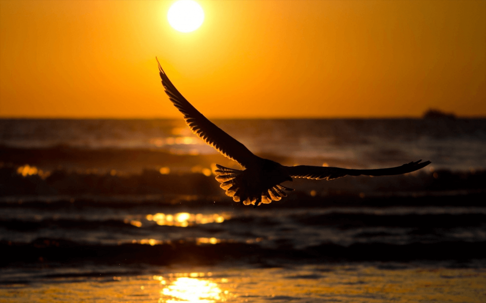 Moonbird Studios