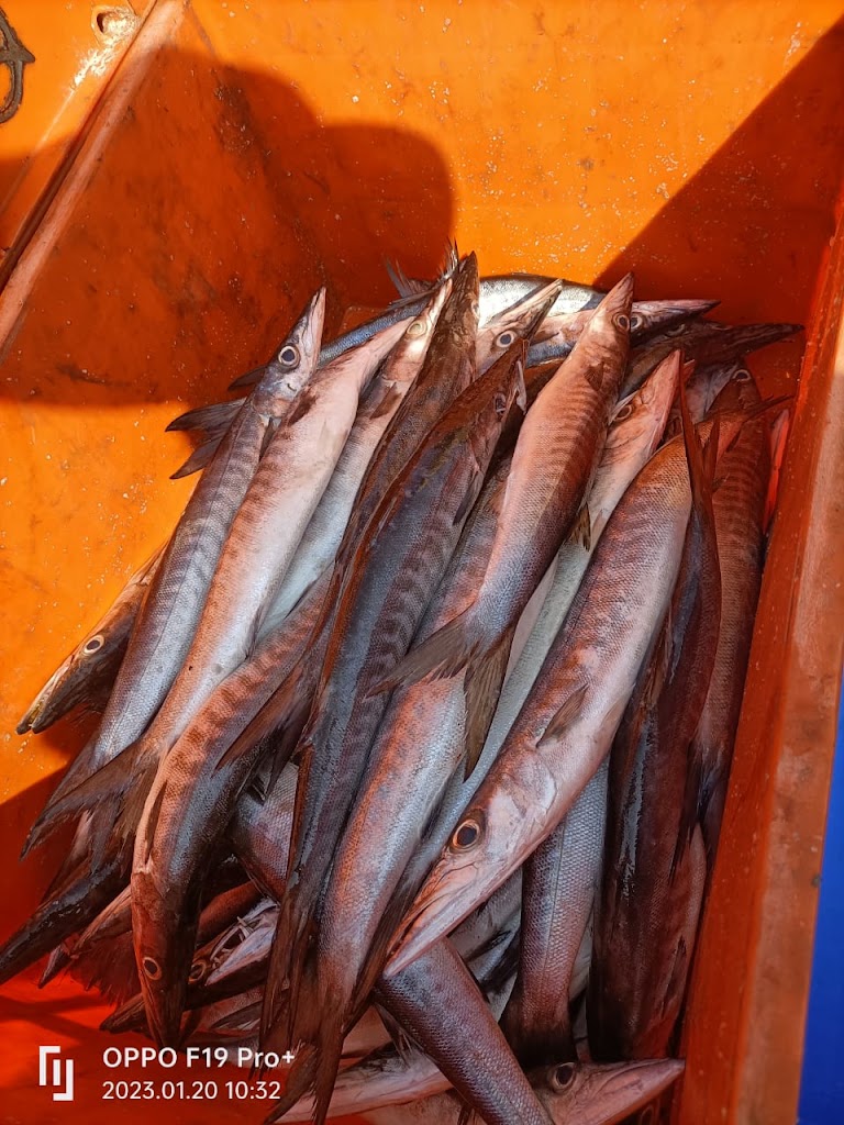 Fish