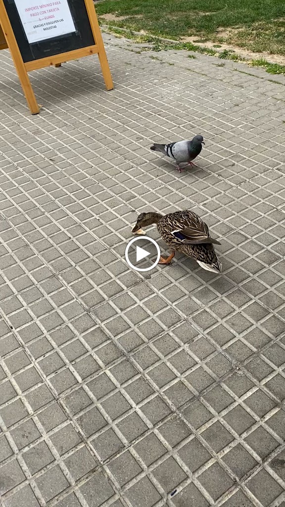 Cafeteria El Trineu — Videos