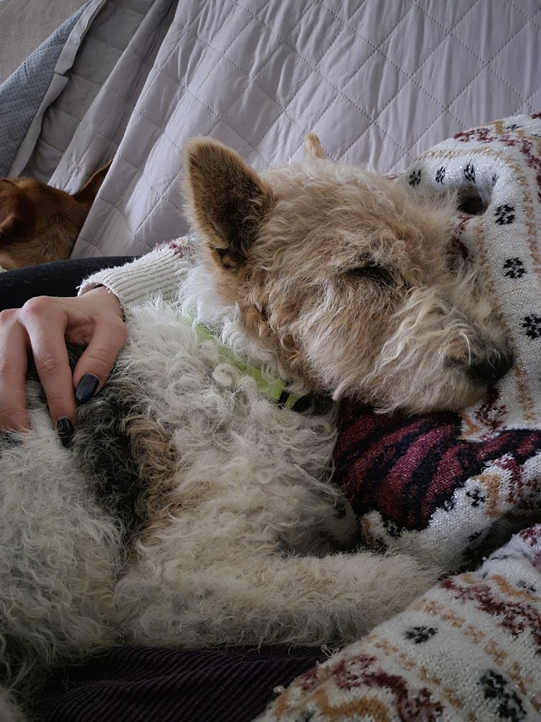 GrunyDog