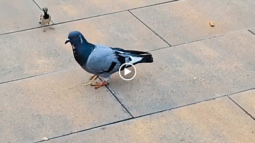 Aparcamiento de La Balconada — Videos