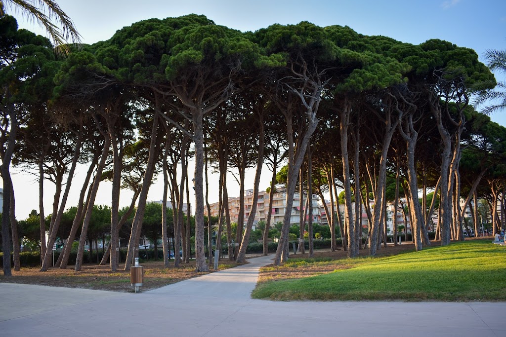 Parque del Pinar del Perruquet