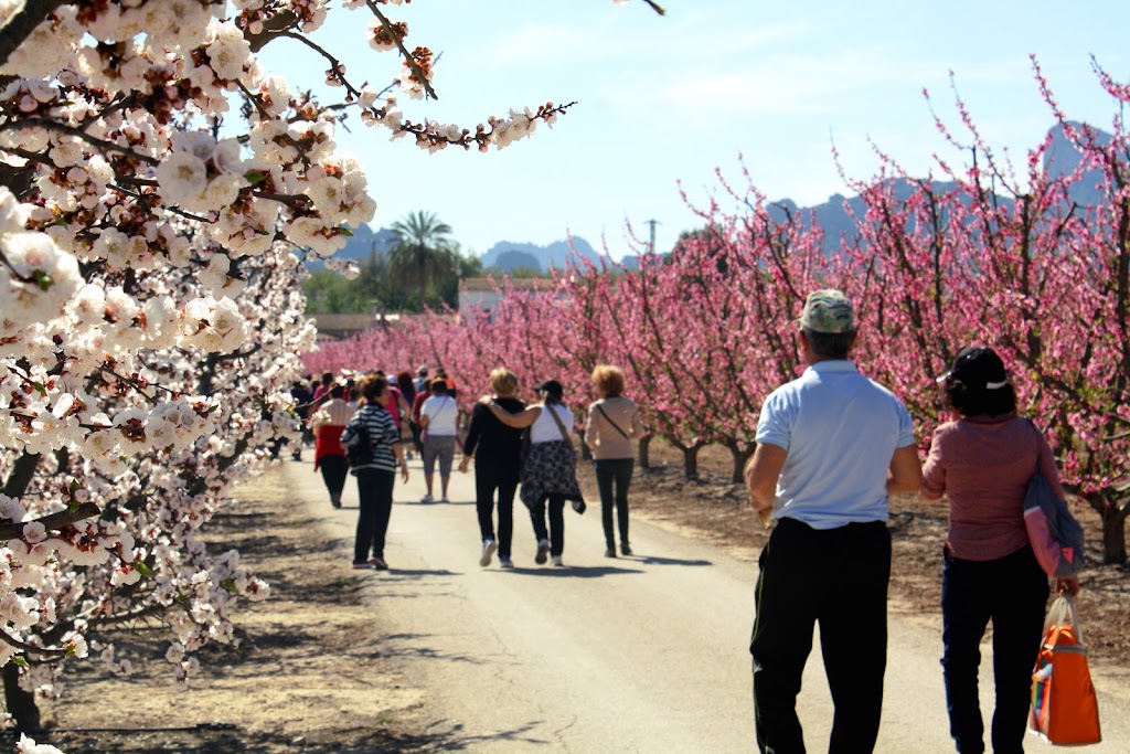 Floracion de Cieza