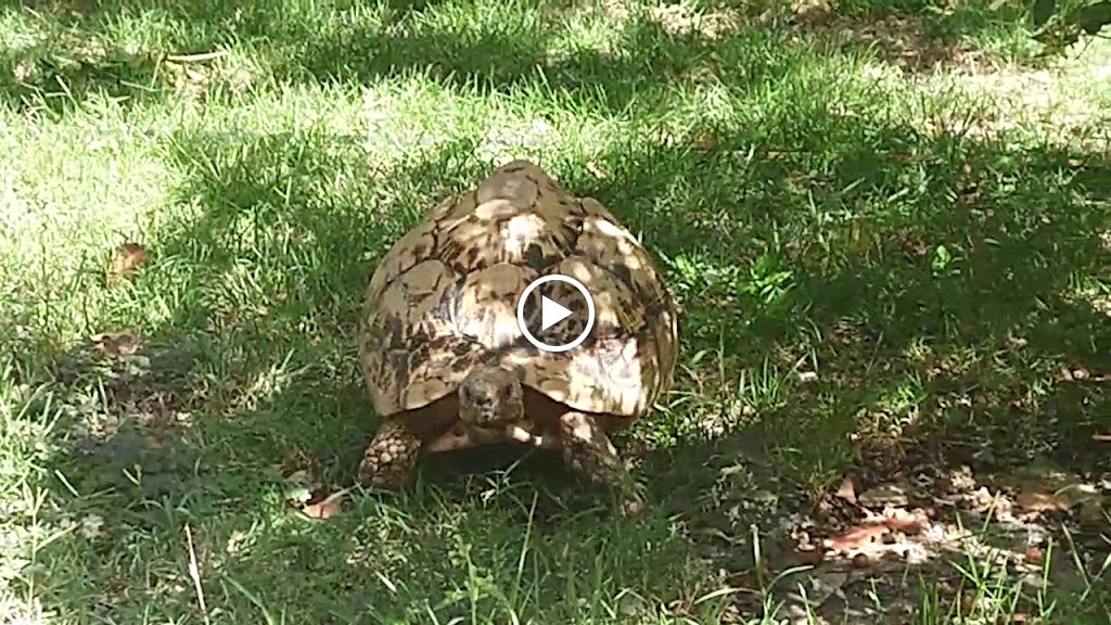 Clinica Veterinaria Mentrida — Videos