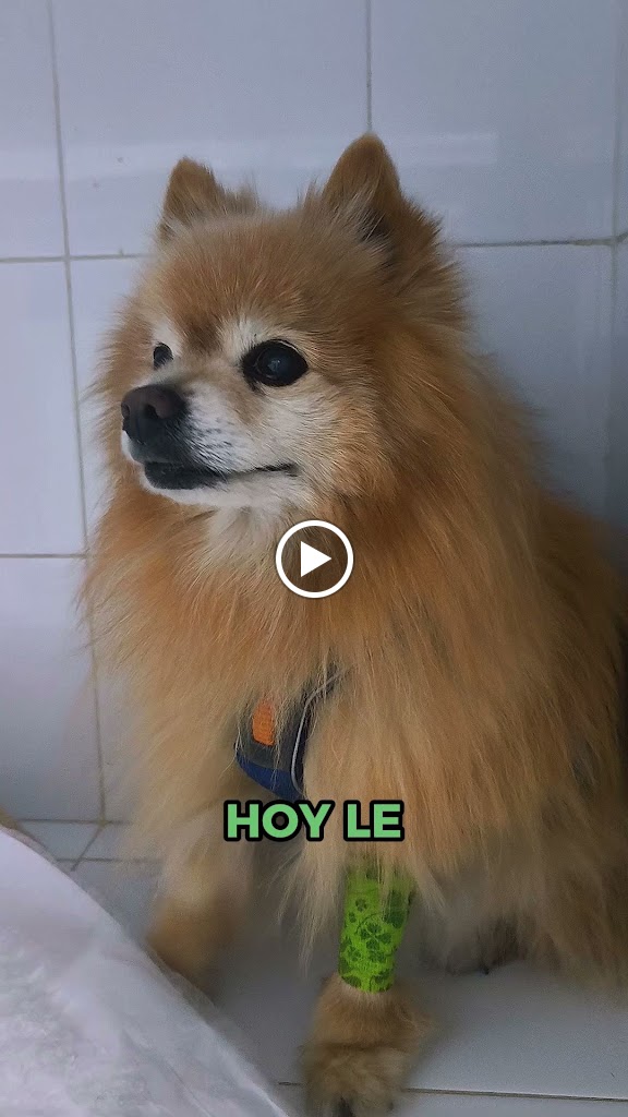 Evidensia Parla Sur Hospital Veterinario — Del propietario