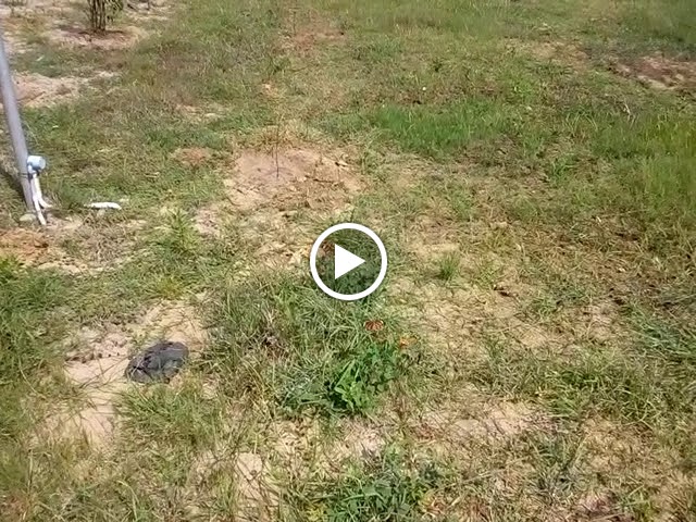 Videos