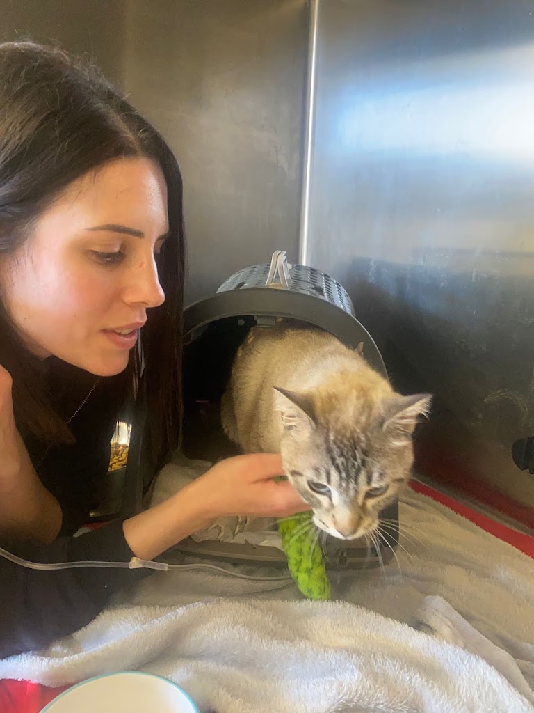 Clinica Veterinaria Emporda Verges Serra — Gato