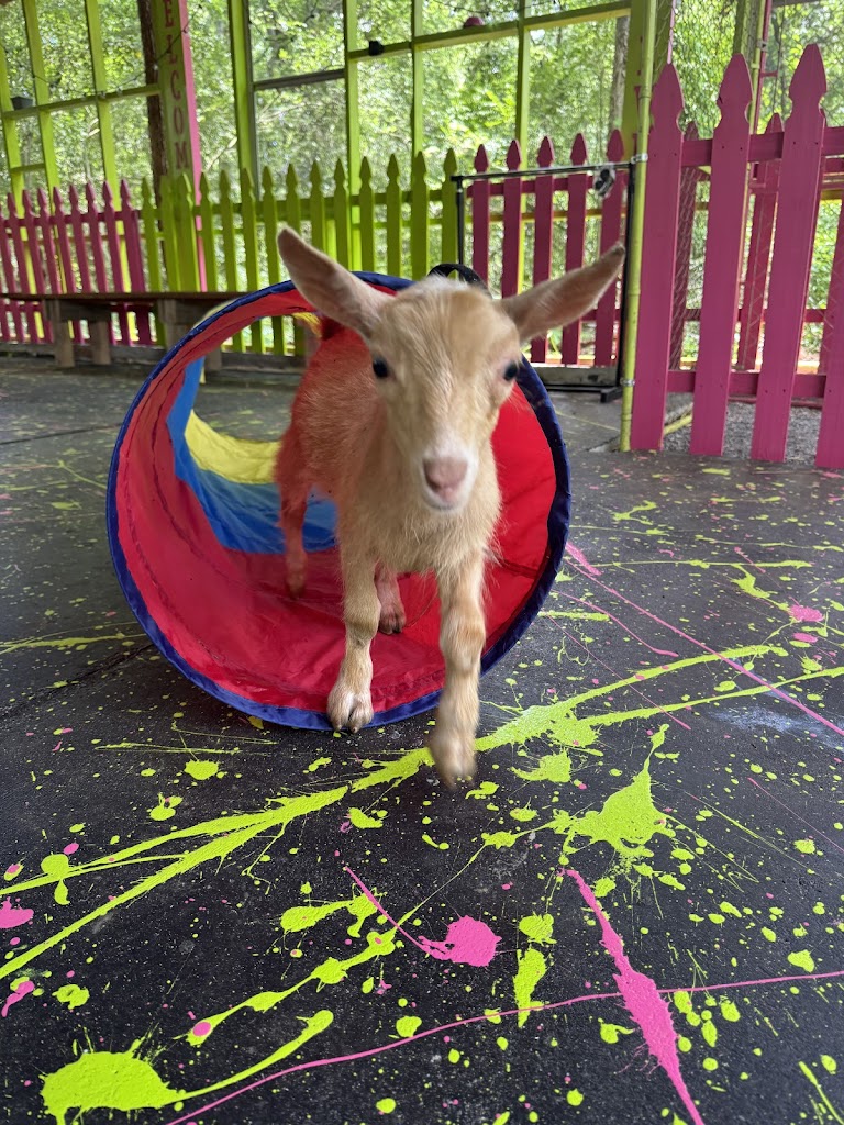  Goat Yoga Alabama