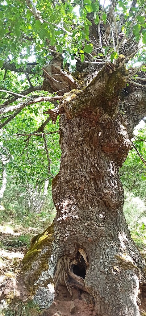 Bosque de Hormas