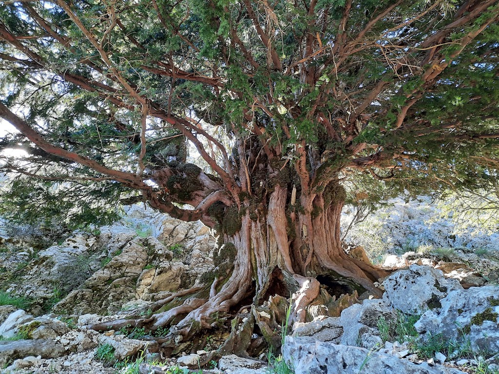 Sendero Tejos Milenarios