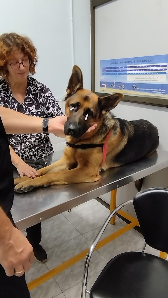 Centre Veterinari Esplugues — Perro