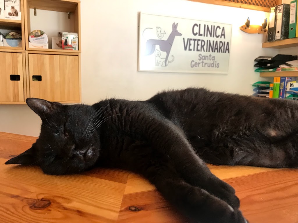 Clinica Veterinaria Santa Gertrudis — Del propietario