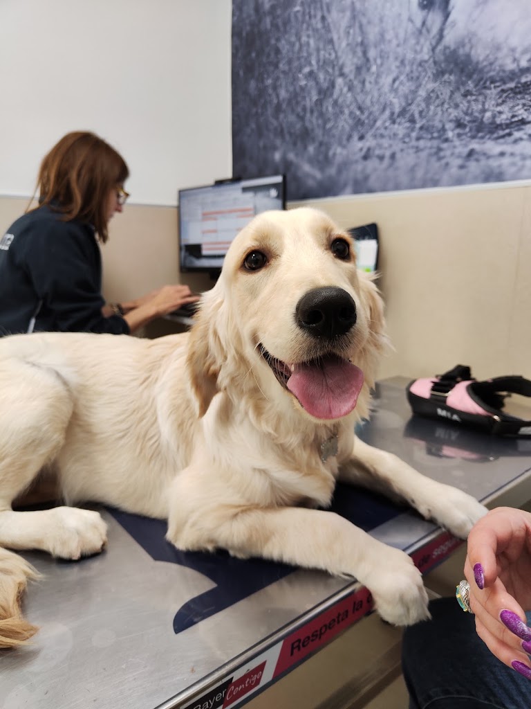 AniCura Canis i Felis Hospital Veterinario — Perro