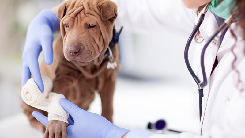 Centro Veterinario Sanxenxo — Del propietario