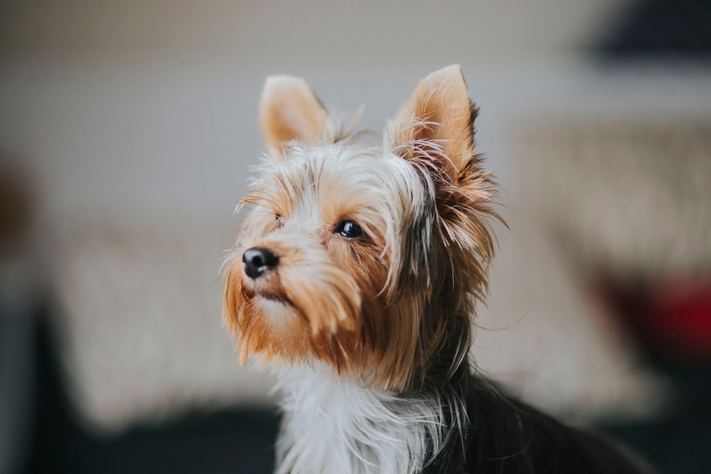 Cuatro Patas Clinica Veterinaria — Perro