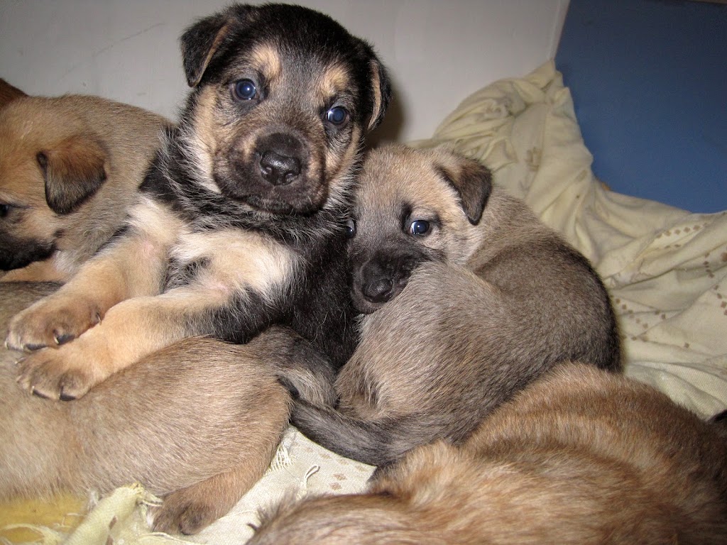 Sanidad Veterinaria
