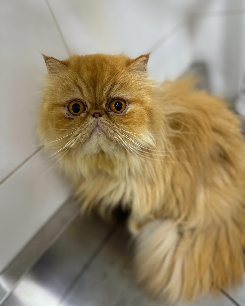 Centro Veterinario El Castell — Gato