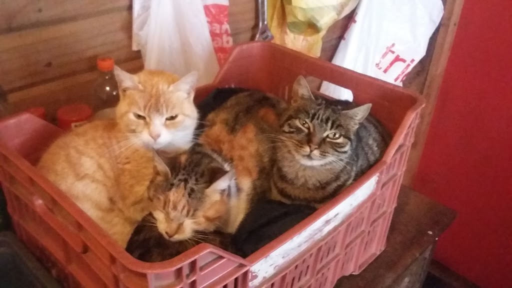 Gato