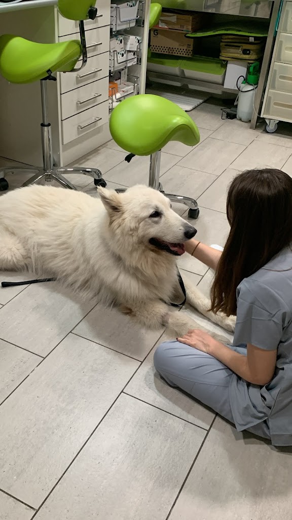 Centre Veterinari Ocata — Perro