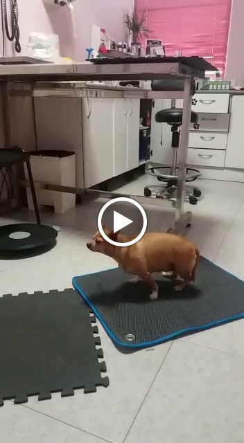 Clinica Veterinaria Del Val — Del propietario