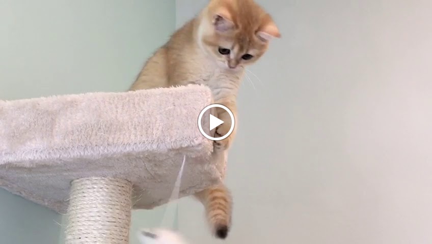 Clinica Veterinaria Felina Malagat — Videos