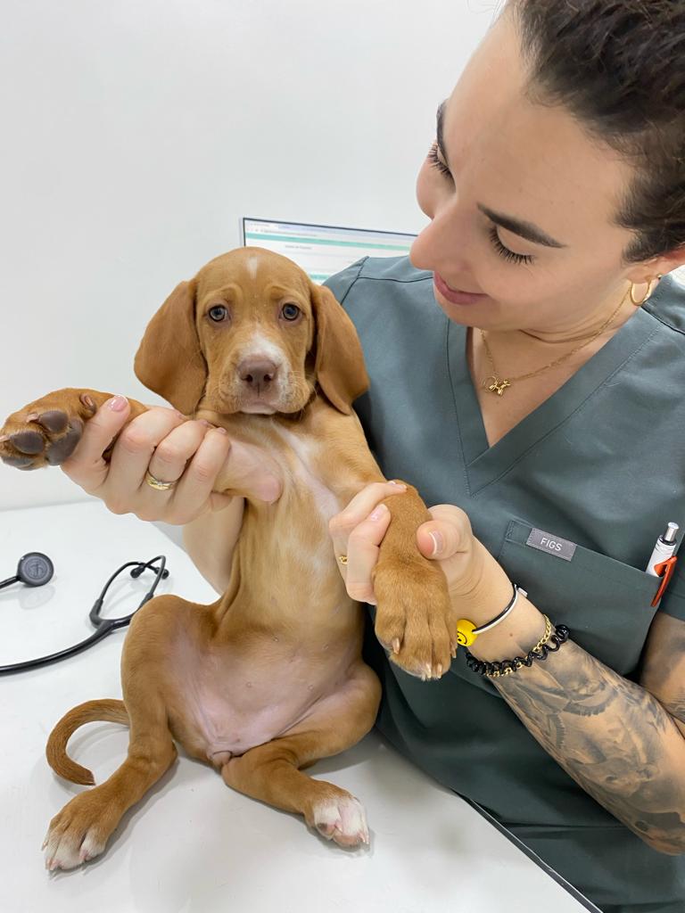 Clinica Veterinaria Ciavet