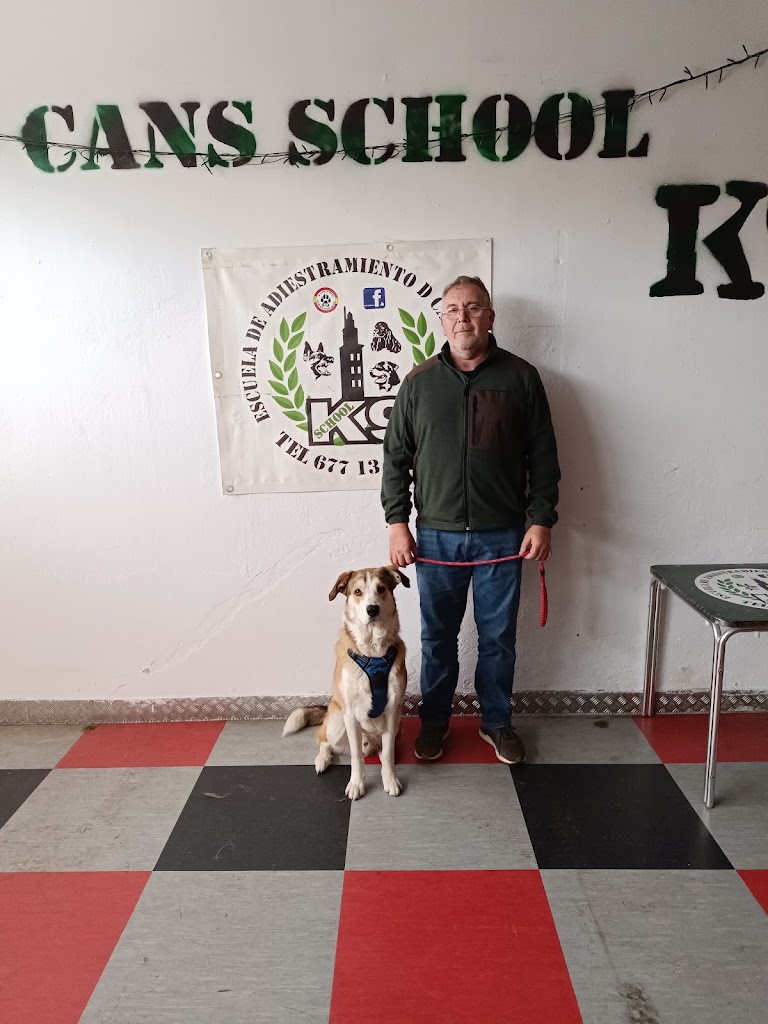 D CANS SCHOOL_k9 Somos tu escuela Canina — Mas recientes