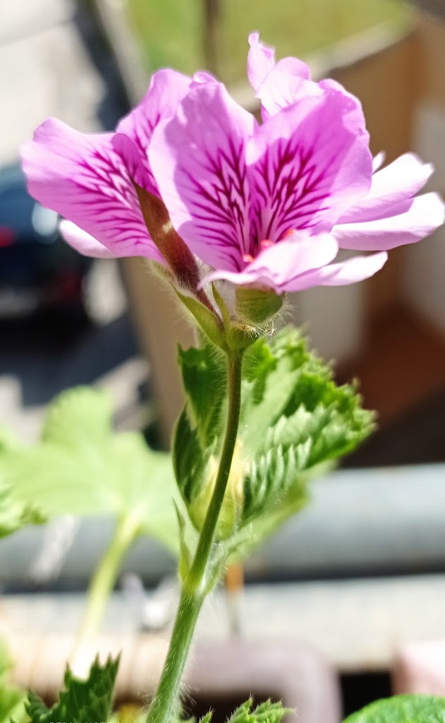 Academia de danza Conchita Sanso