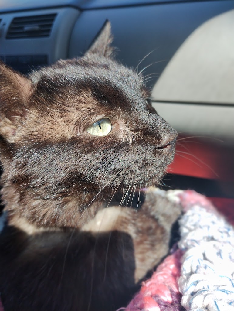 Gato