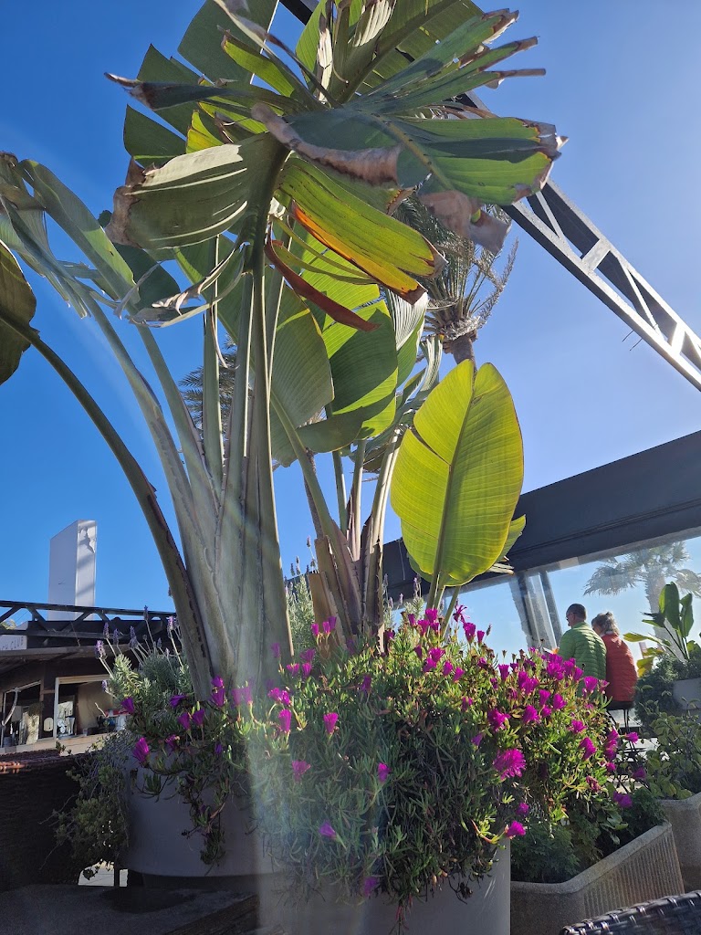 Amrum Beach Club — Mas recientes