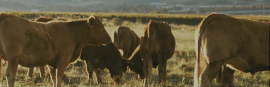 INOKUO Formacion y Consultoria Agroalimentaria