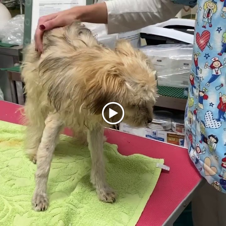 Clinica Veterinaria San Garcia — Del propietario