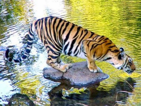Tiger Web Designs