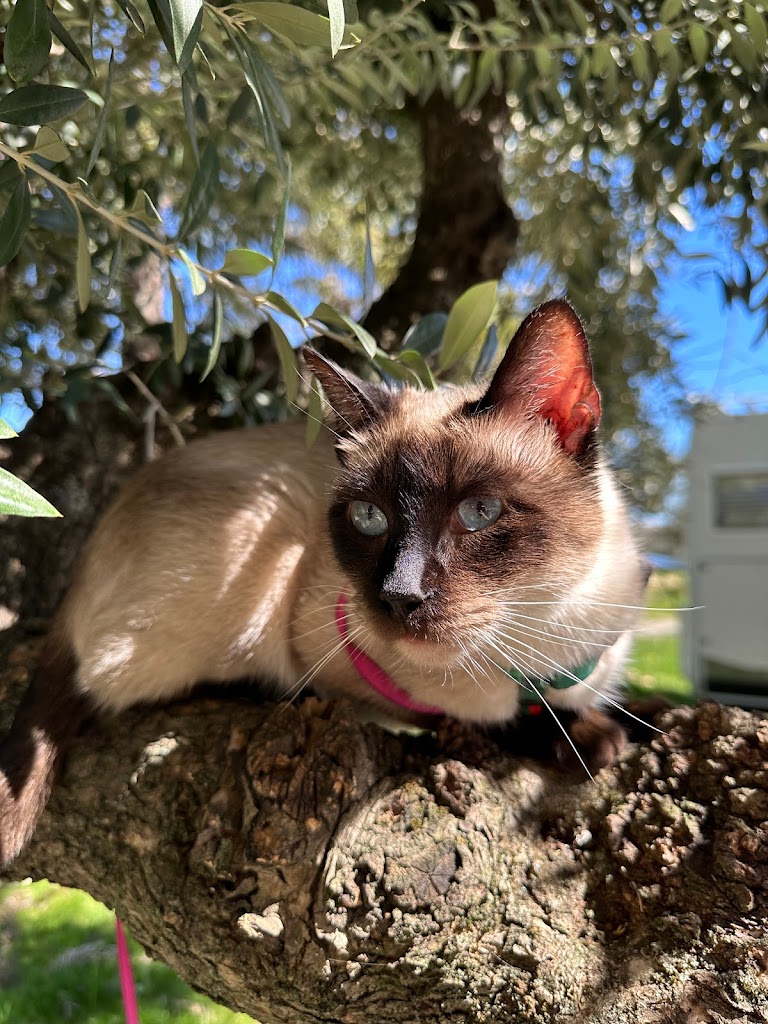 Gato