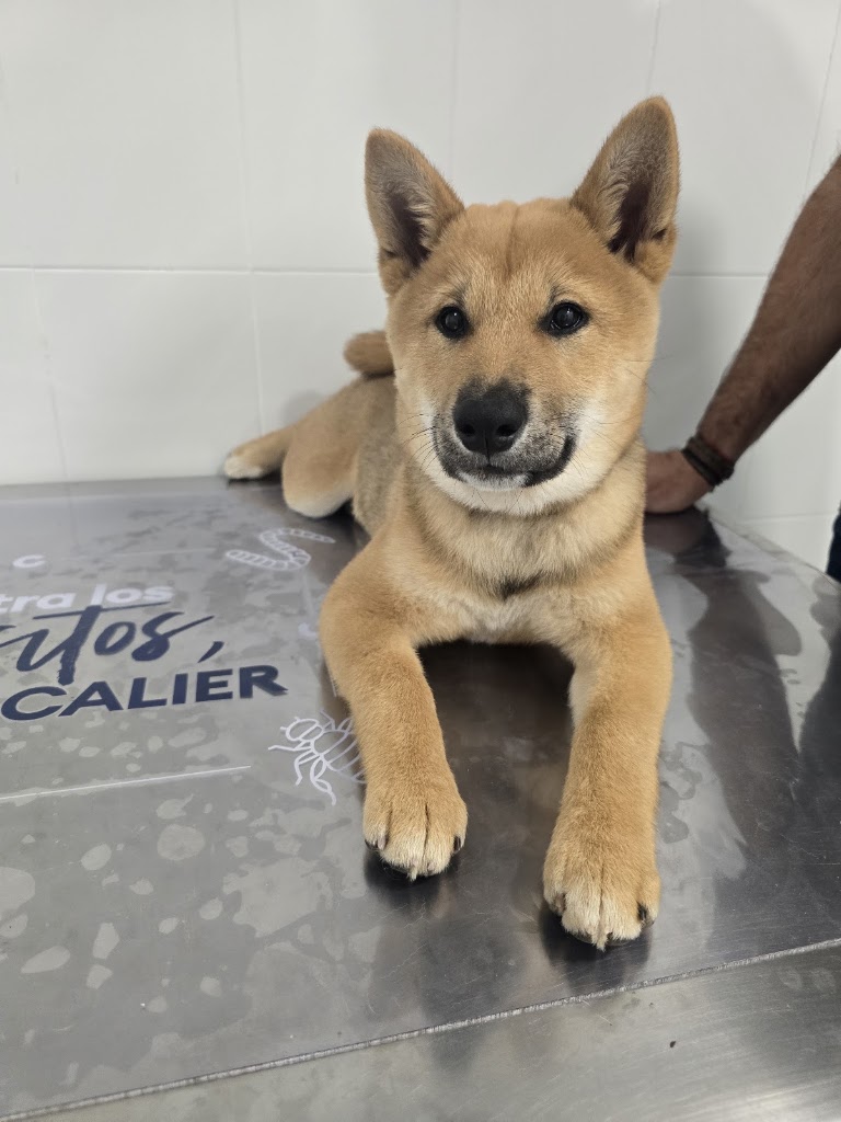 ALBAL VETERINARIA — Del propietario